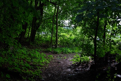 Fantasy adventure game screenshot showing a hero exploring a lush, detailed forest.