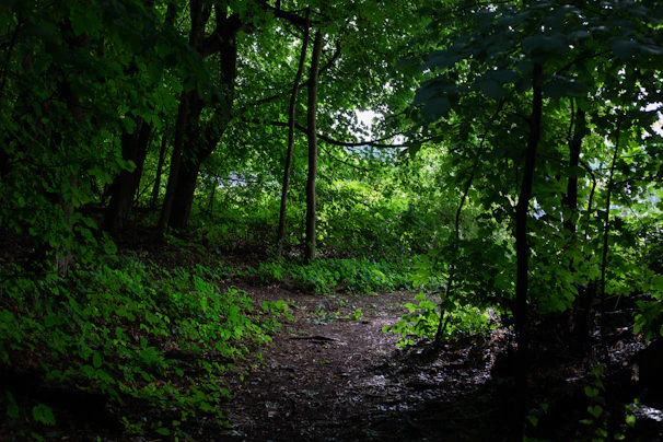 An engaging scene from an adventure game showing a character exploring a lush, animated forest.