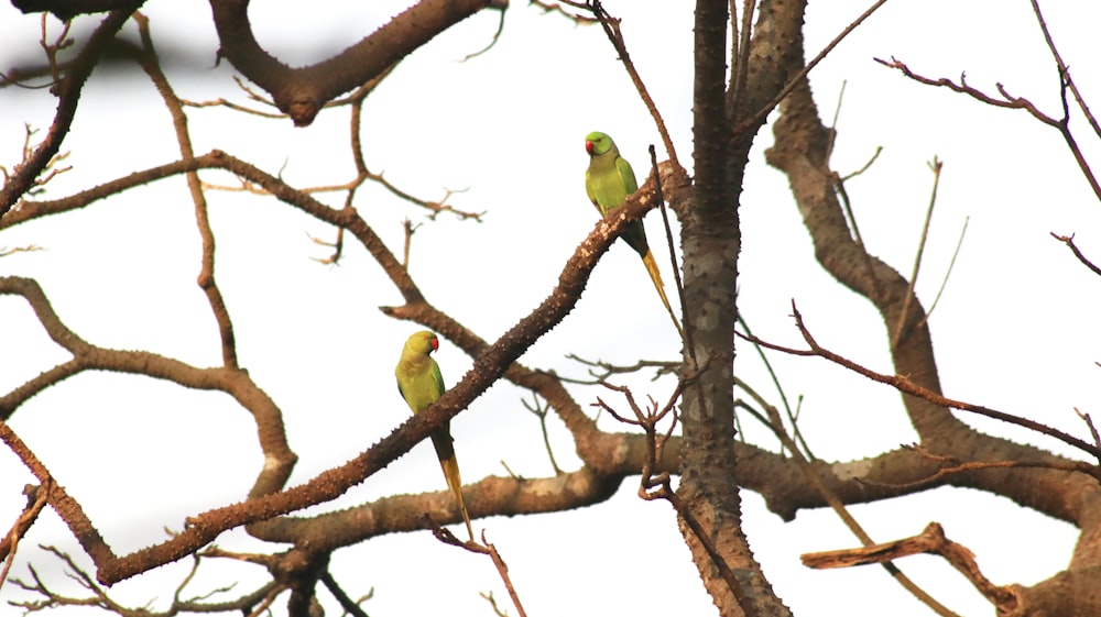 yellow and green bird on brown tree branch