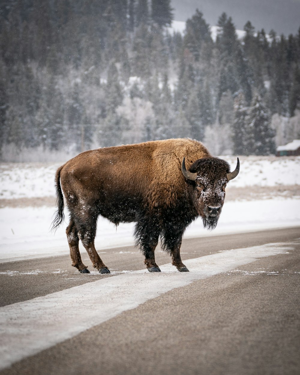 black bison on gray road during daytime