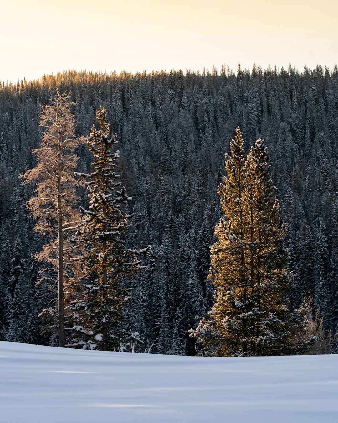 green pine trees on snow covered ground during daytime