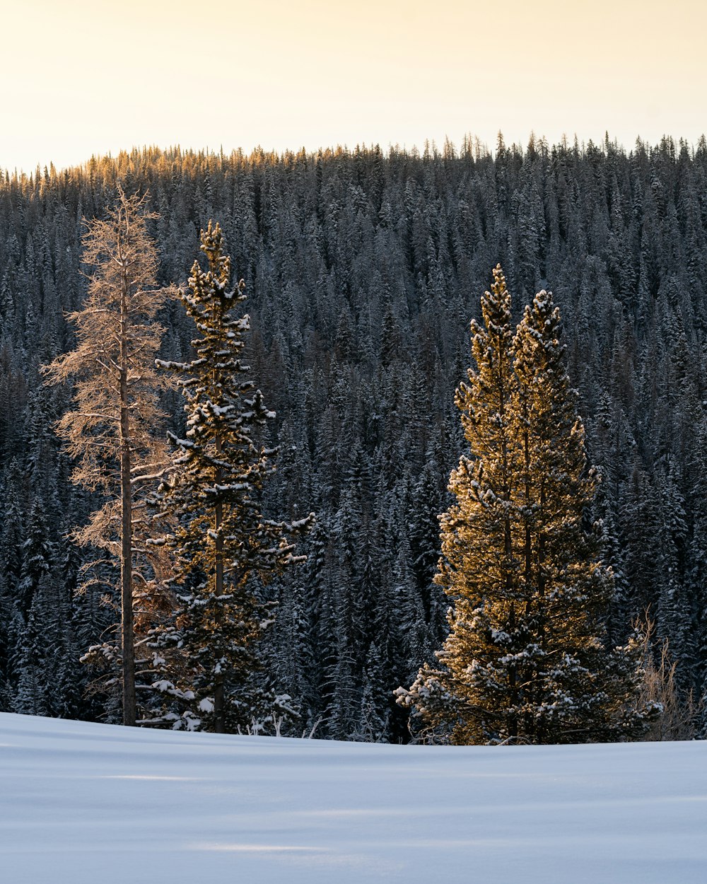 green pine trees on snow covered ground during daytime