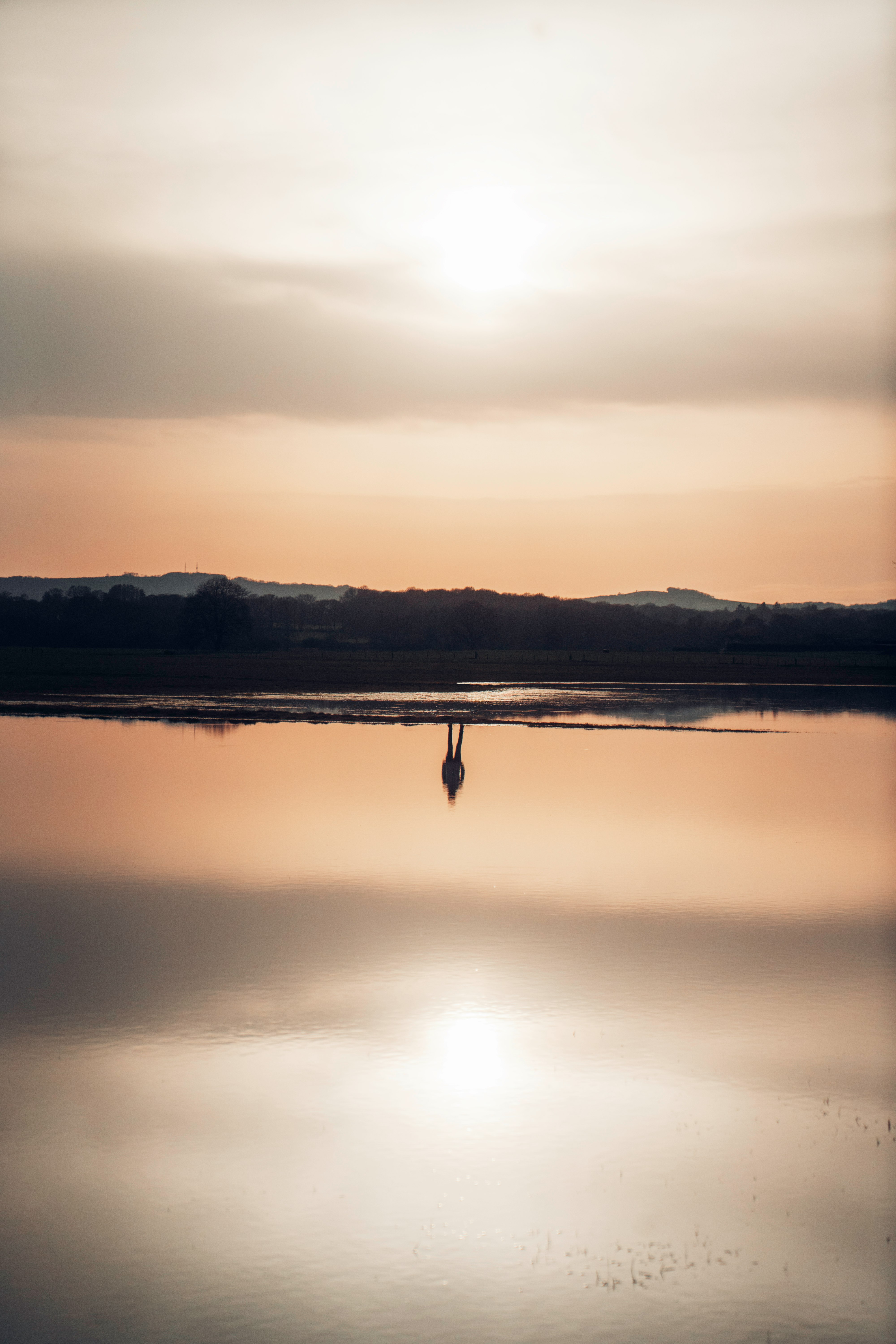 silhouette of bird flying over the lake during sunset