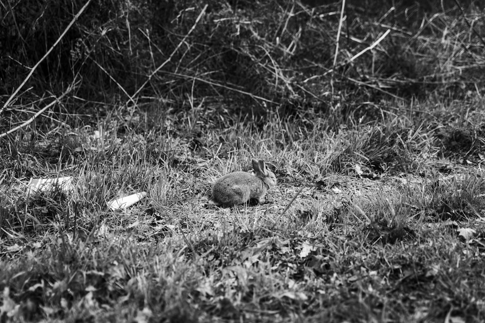grayscale photo of a bird on grass