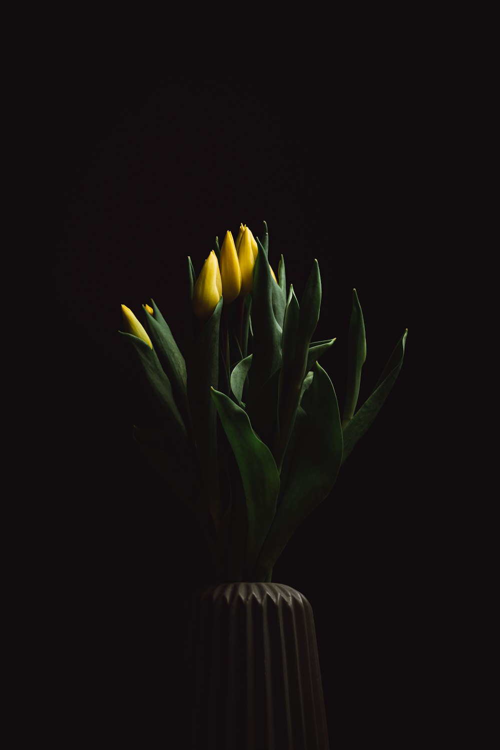 yellow tulips in white ceramic vase