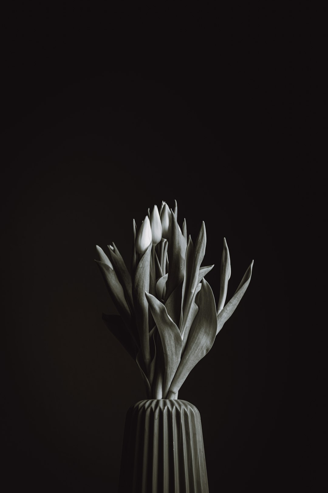 white flower in black background