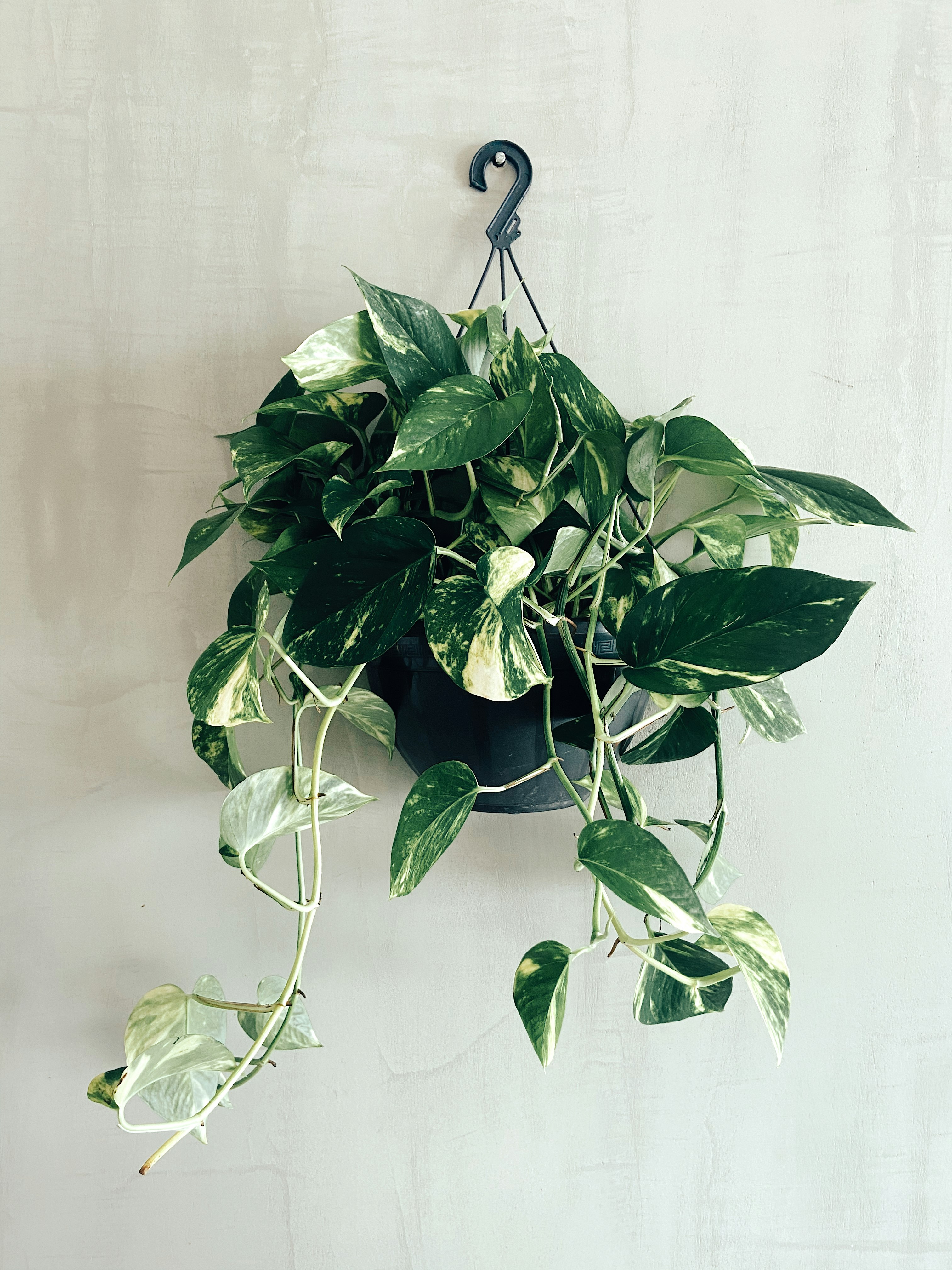 green plant on white wall