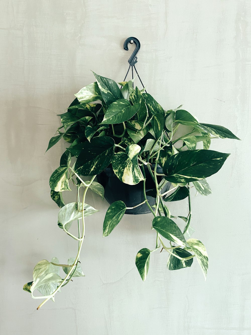 green plant on white wall