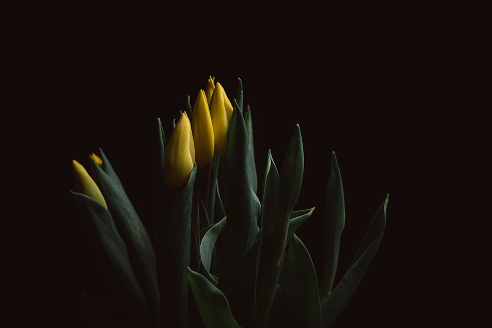 Tulipanes amarillos en flor foto de primer plano