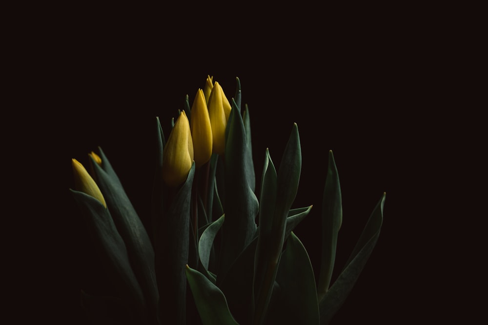 tulipani gialli in fiore foto ravvicinata