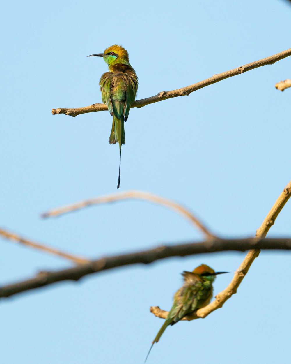 green and yellow bird on brown tree branch during daytime