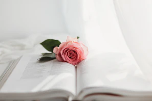 Open book with a rose lying across the pages, soft lighting.