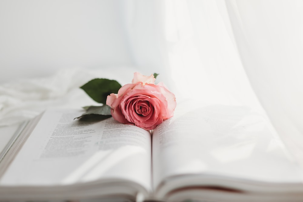 白い本のページにピンクのバラ