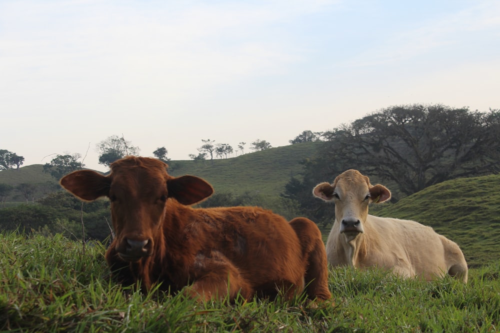 brown cow on green grass field during daytime