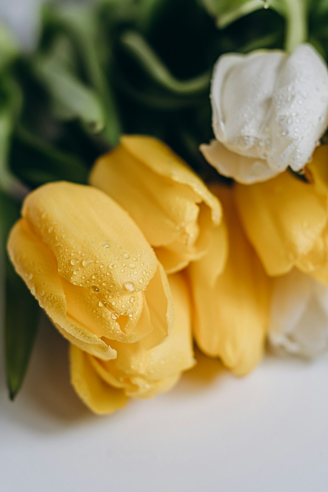 yellow tulips in close up photography