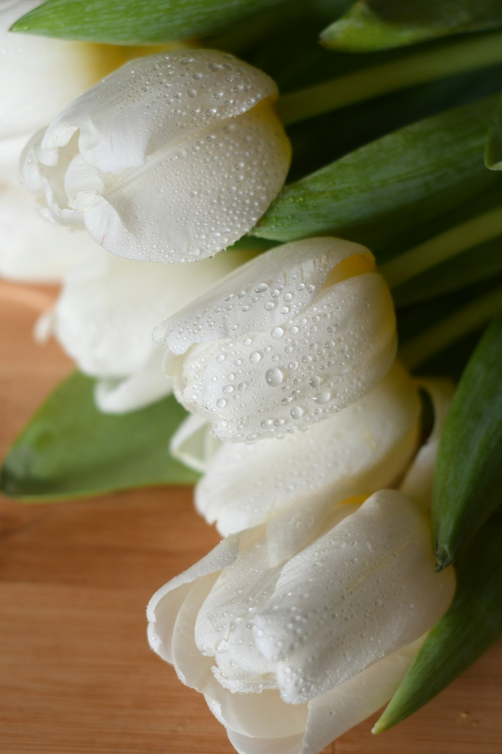 white flower with water droplets