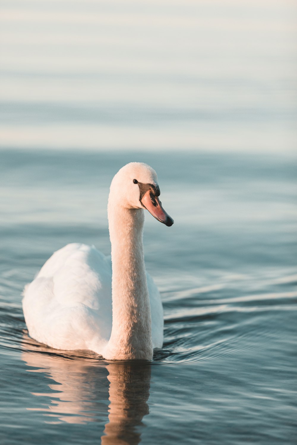 white swan on water during daytime