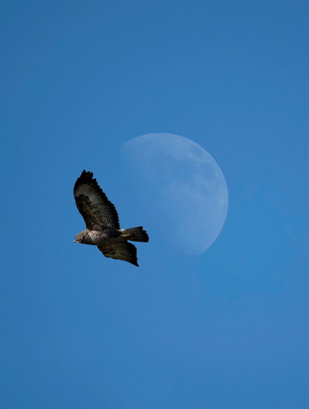 brown bird flying during daytime