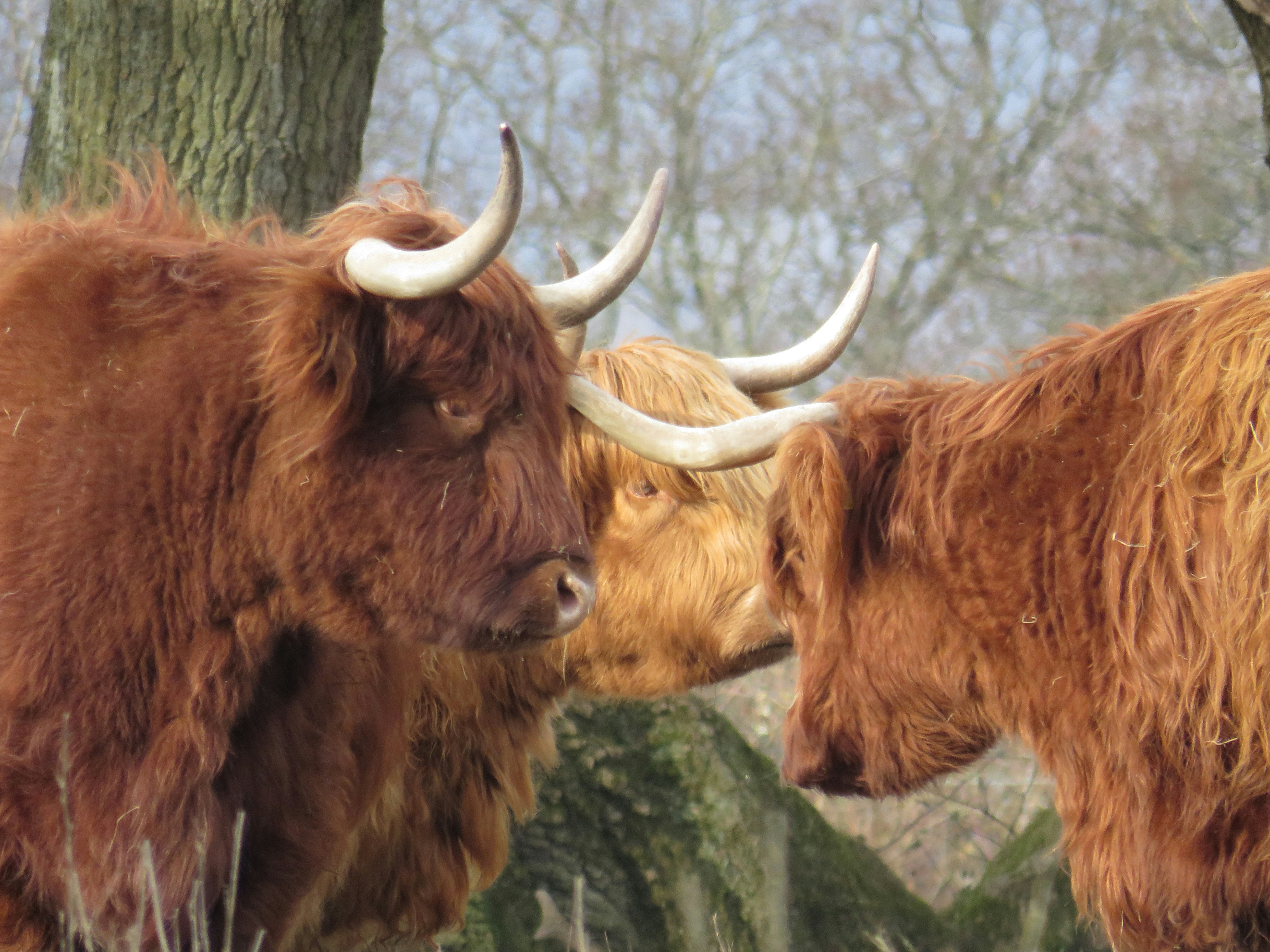 brown cow on green grass field during daytime