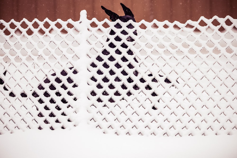 black bird on white net