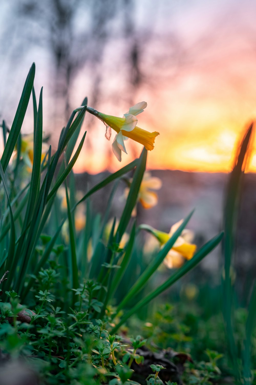 green praying mantis perched on yellow flower in close up photography during daytime