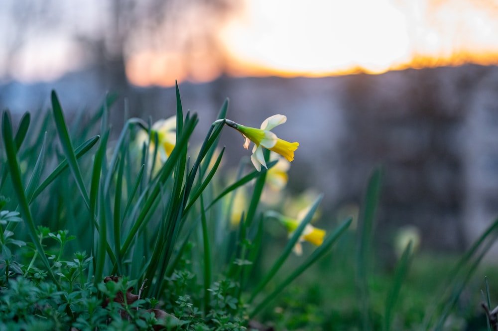 yellow flower in green grass during daytime