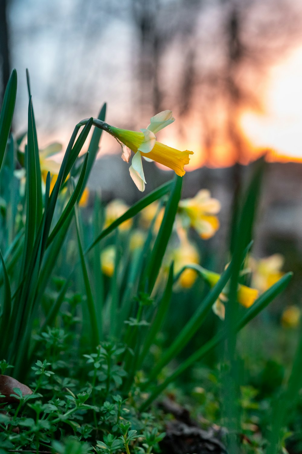 yellow flower in tilt shift lens