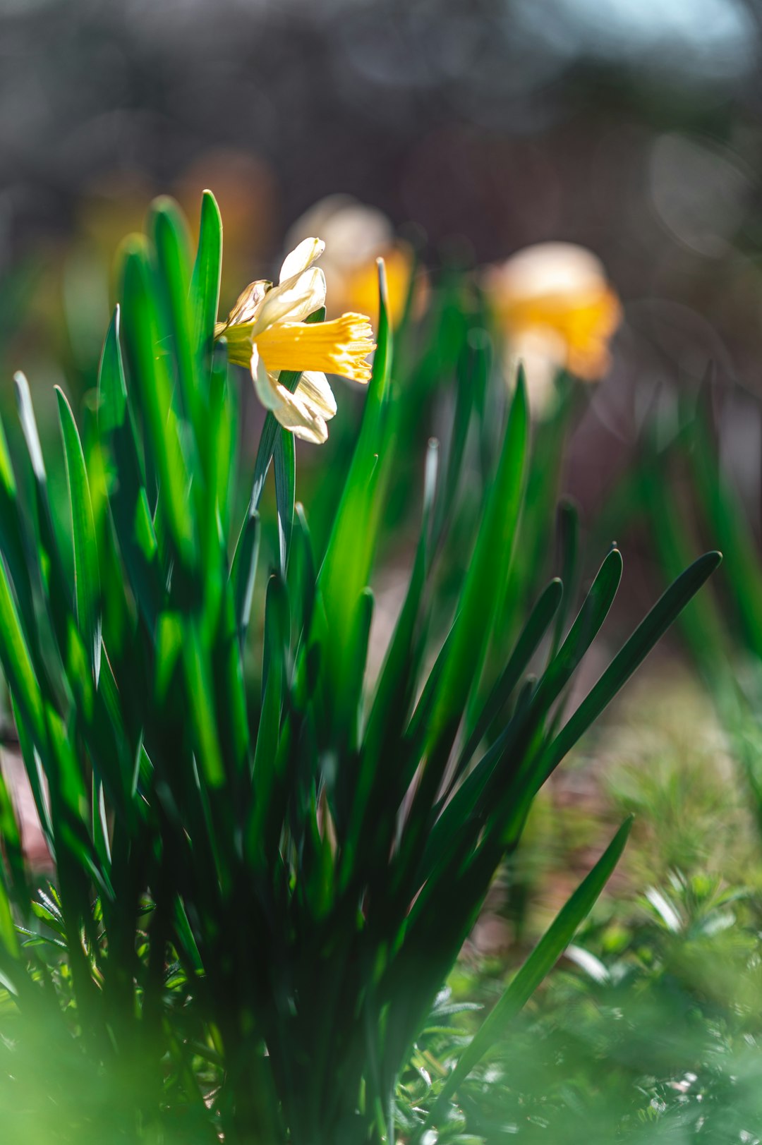 white and yellow flower in tilt shift lens