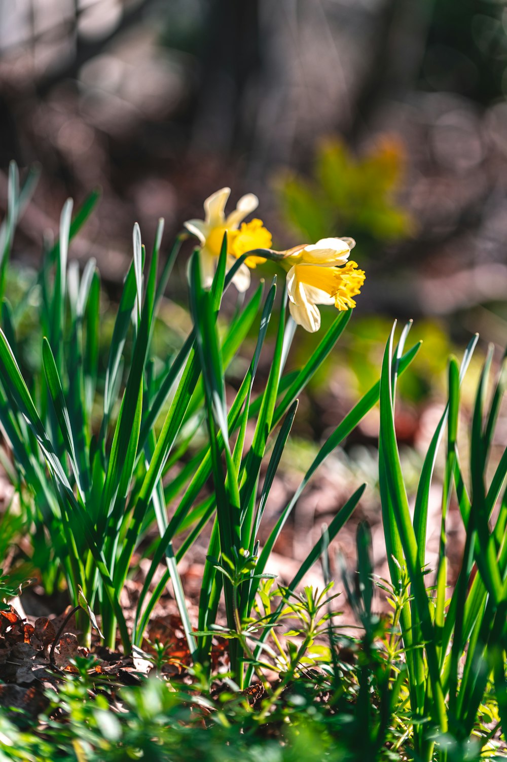 yellow flower in tilt shift lens