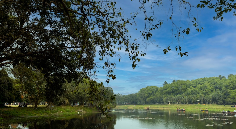 green trees beside river during daytime