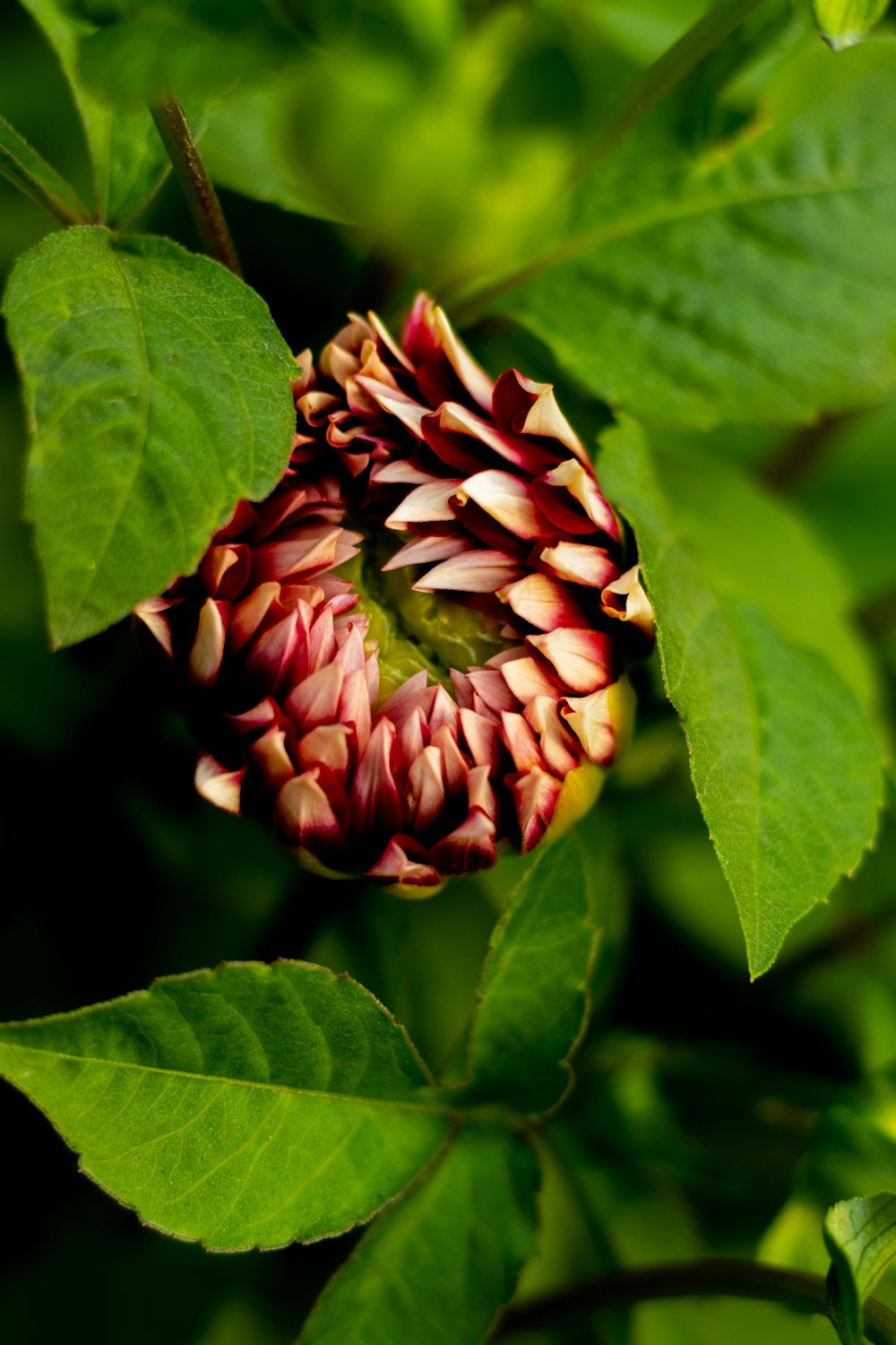 red and white flower in close up photography