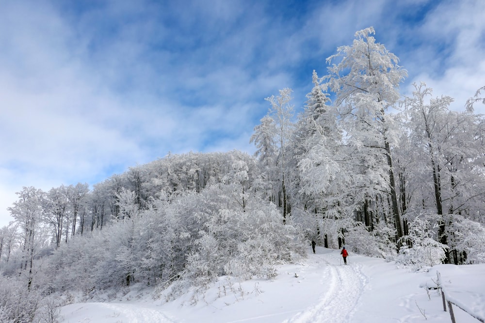 Persona in giacca rossa e pantaloni neri che cammina su terreno coperto di neve vicino agli alberi durante il giorno
