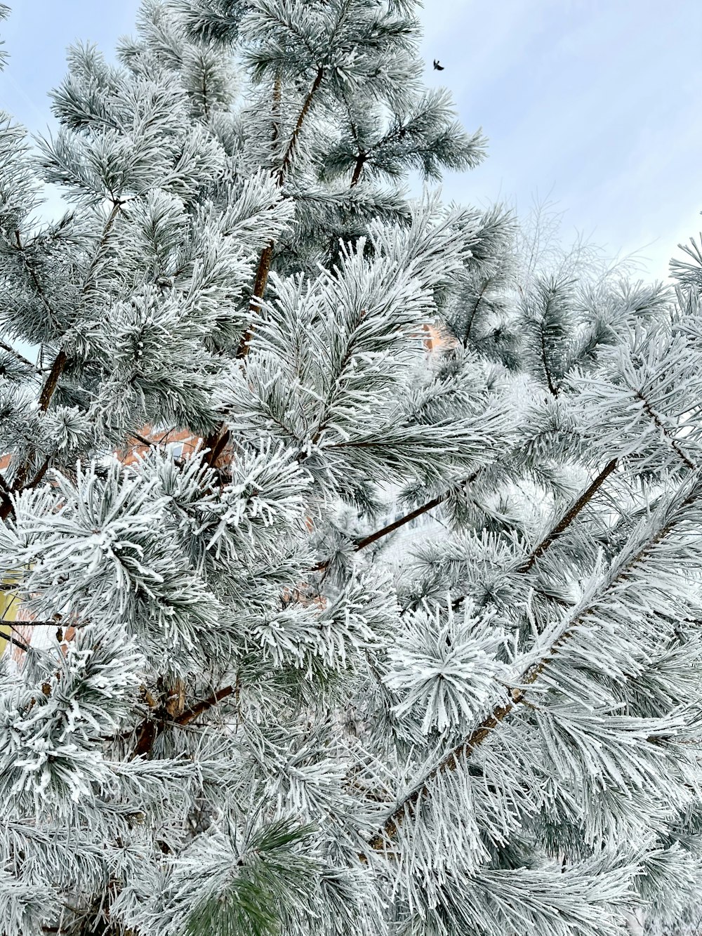 white and brown tree covered with snow during daytime