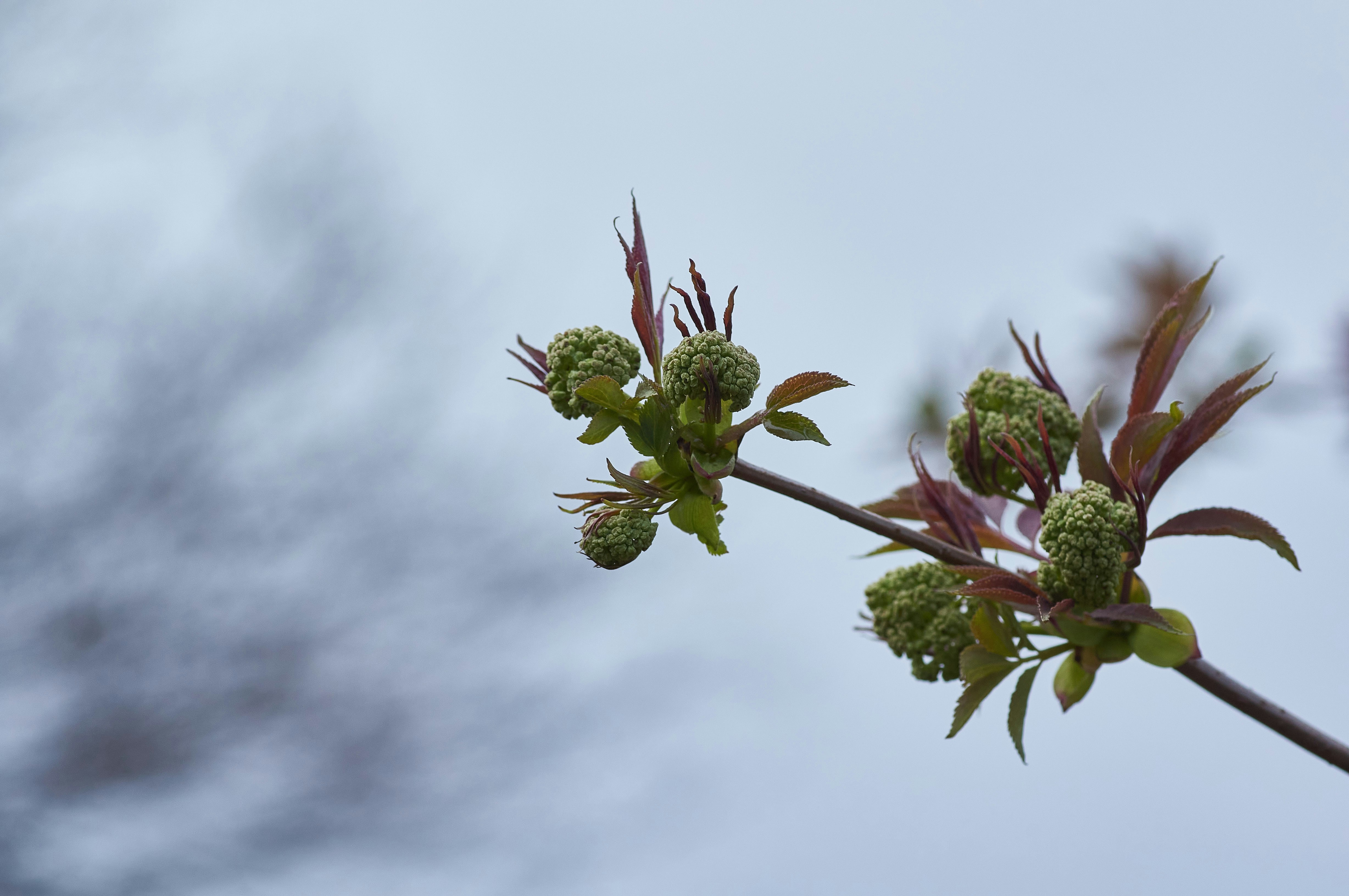 Photo by wolfgang_hasselmann