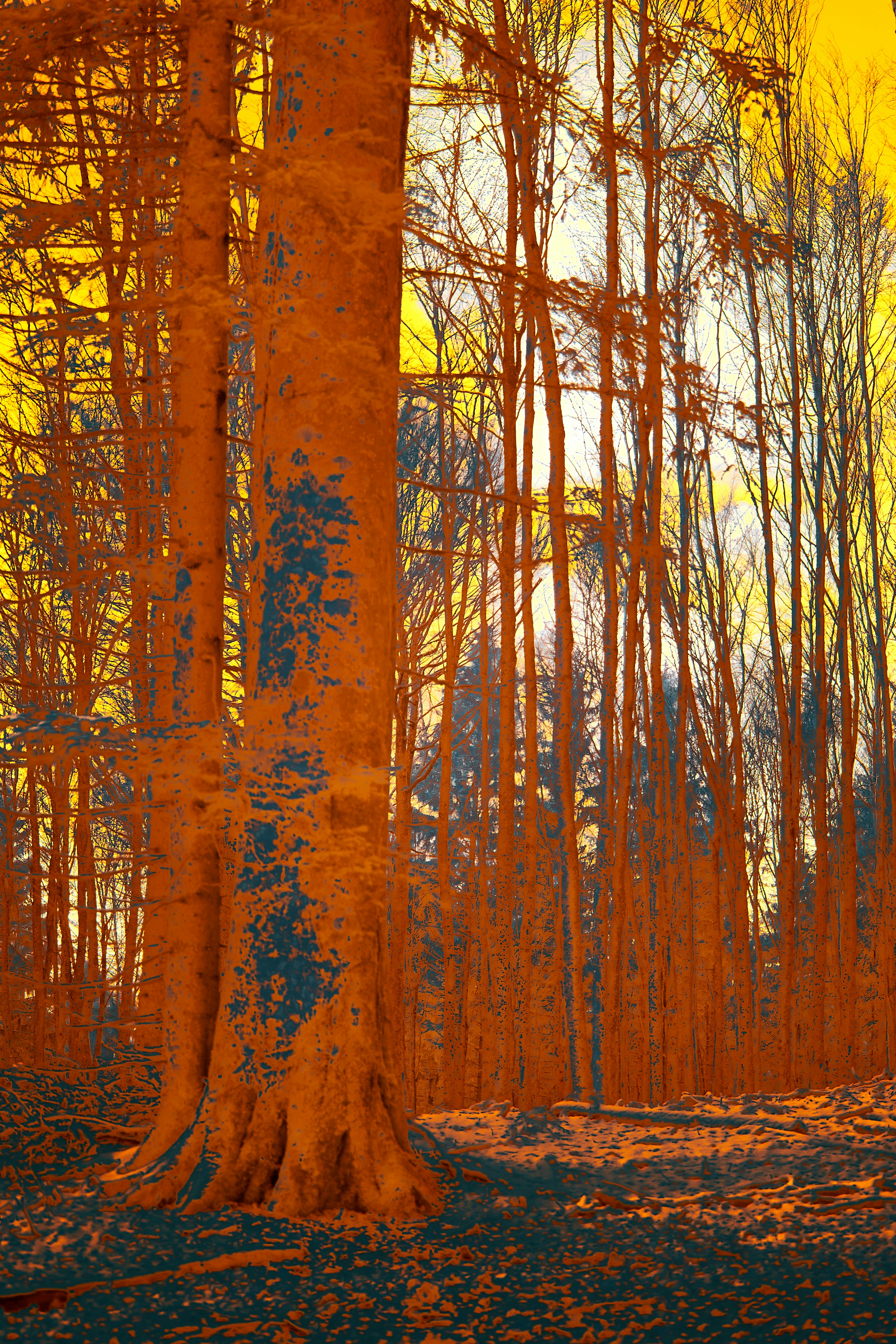 Photo by wolfgang_hasselmann