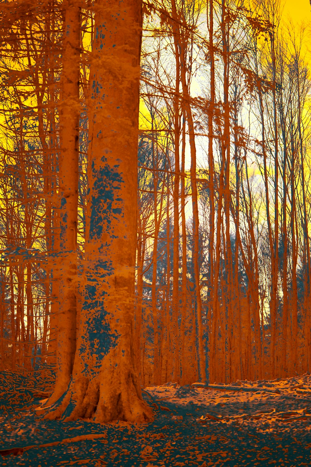 brown trees under blue sky during daytime