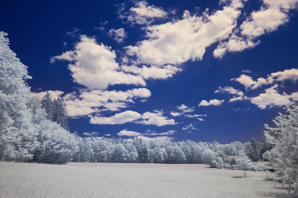 white snow covered trees under blue sky and white clouds during daytime