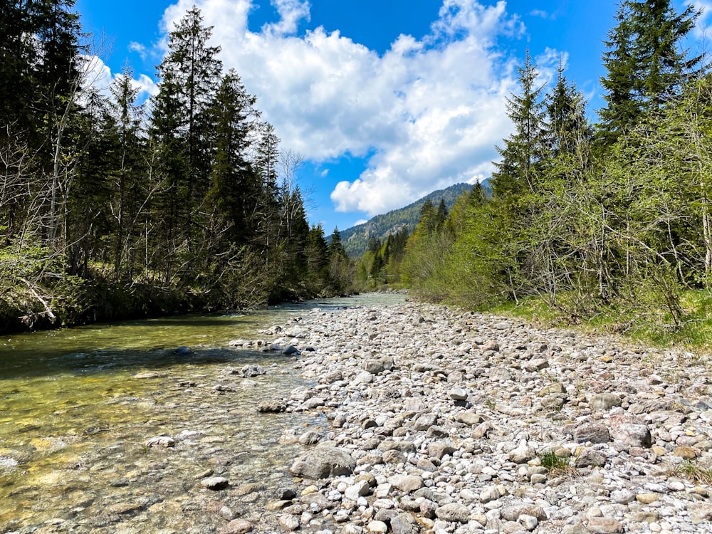 green trees beside river under blue sky during daytime