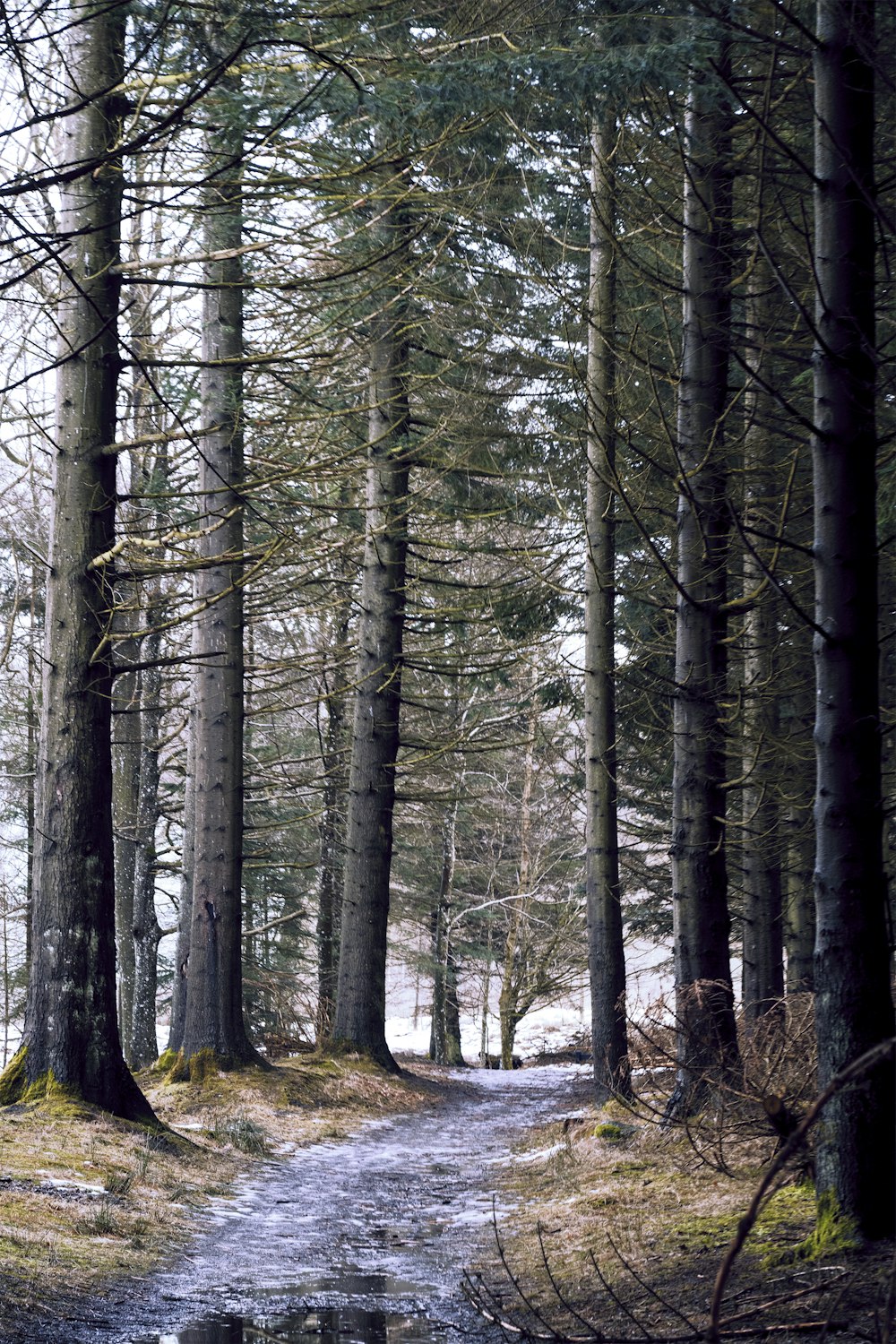 green trees on forest during daytime