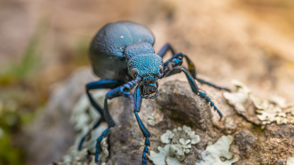 black and blue beetle on brown rock
