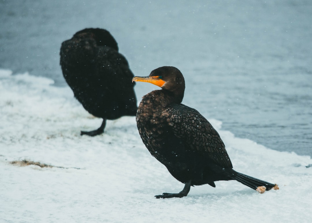 black duck on snow covered ground during daytime