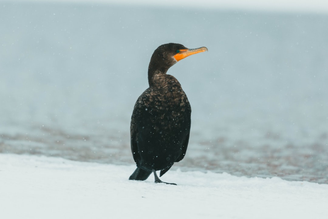 black bird on snow covered ground