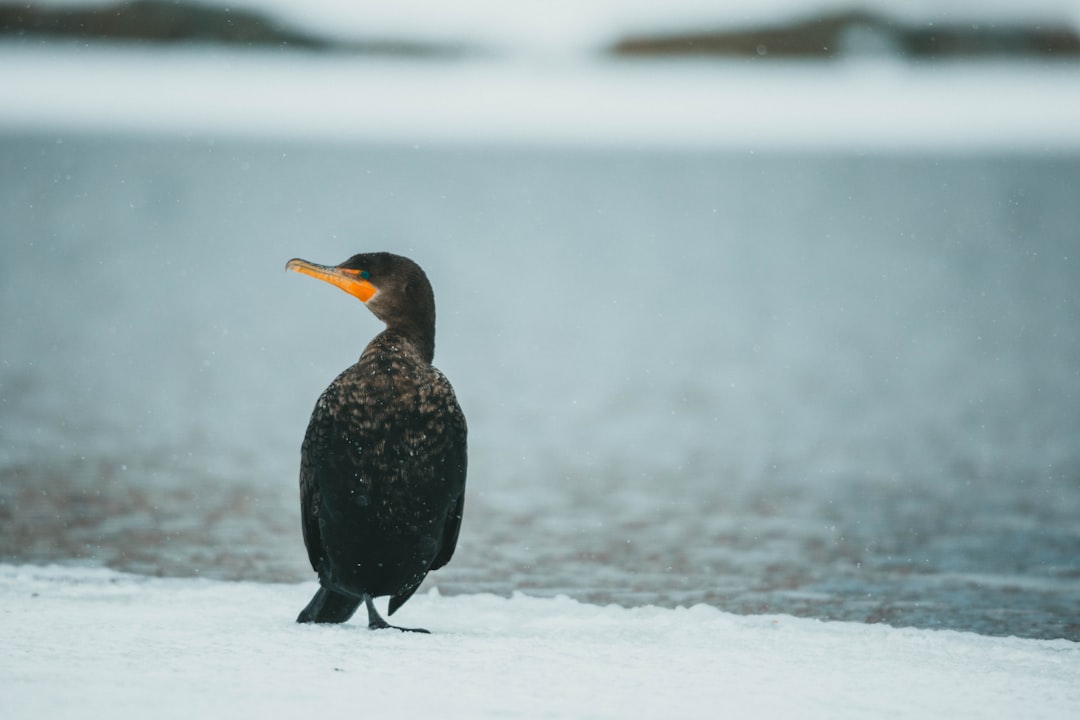 black bird on snow covered ground