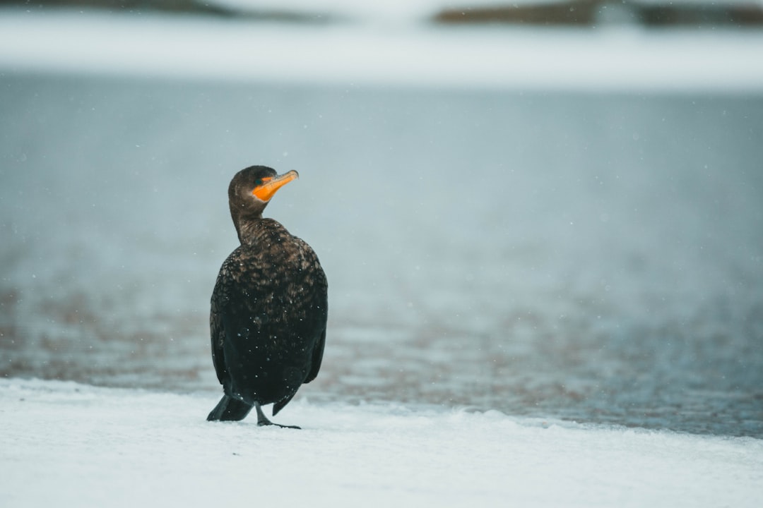 black duck on snow covered ground