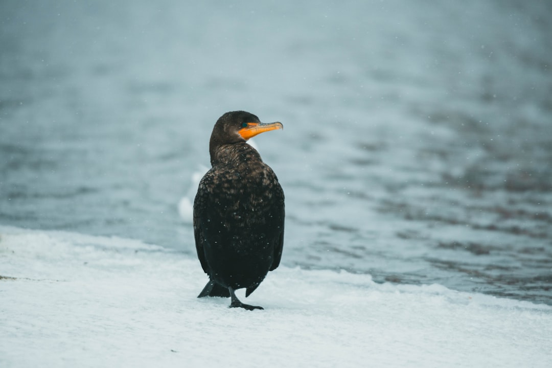 black bird on snow covered ground during daytime