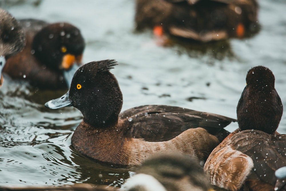 brown duck on water during daytime