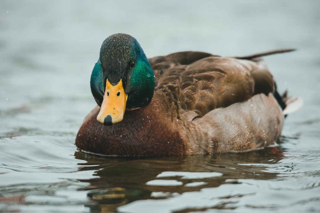 brown and green duck on water