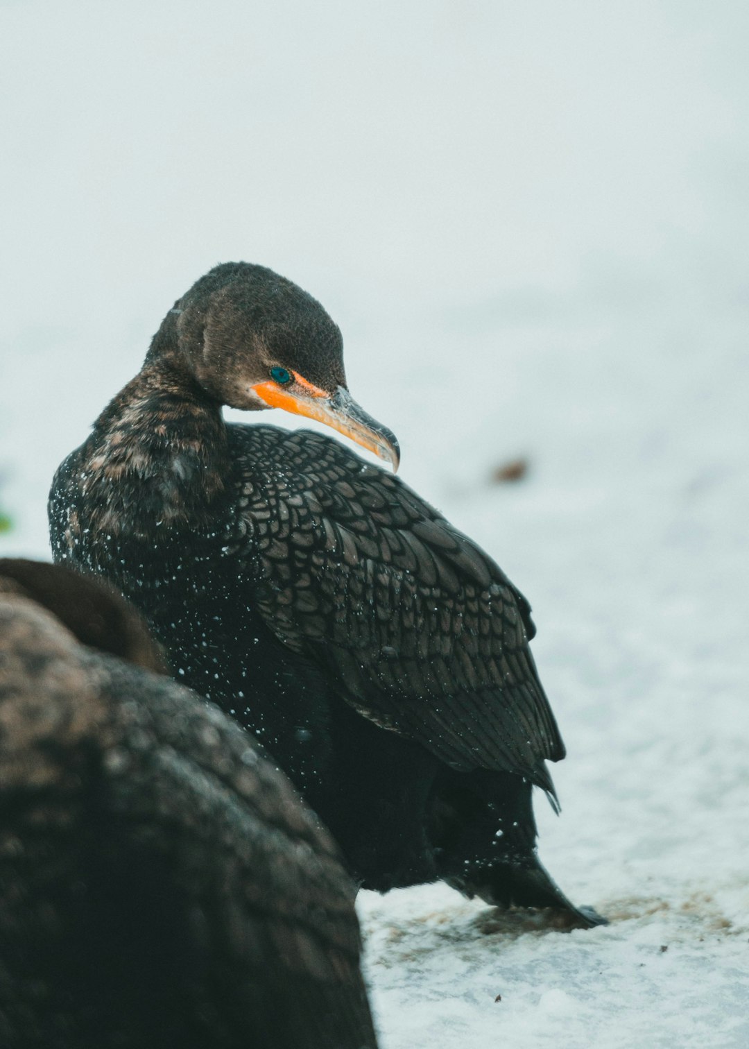 black duck on snow covered ground during daytime