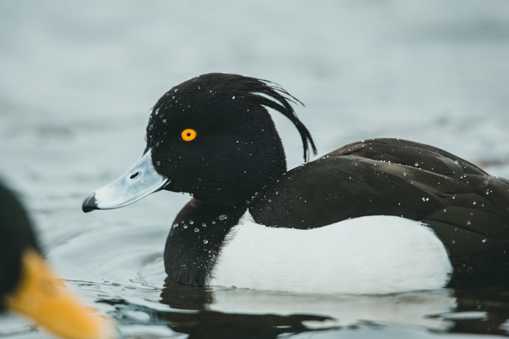 black and white duck on water