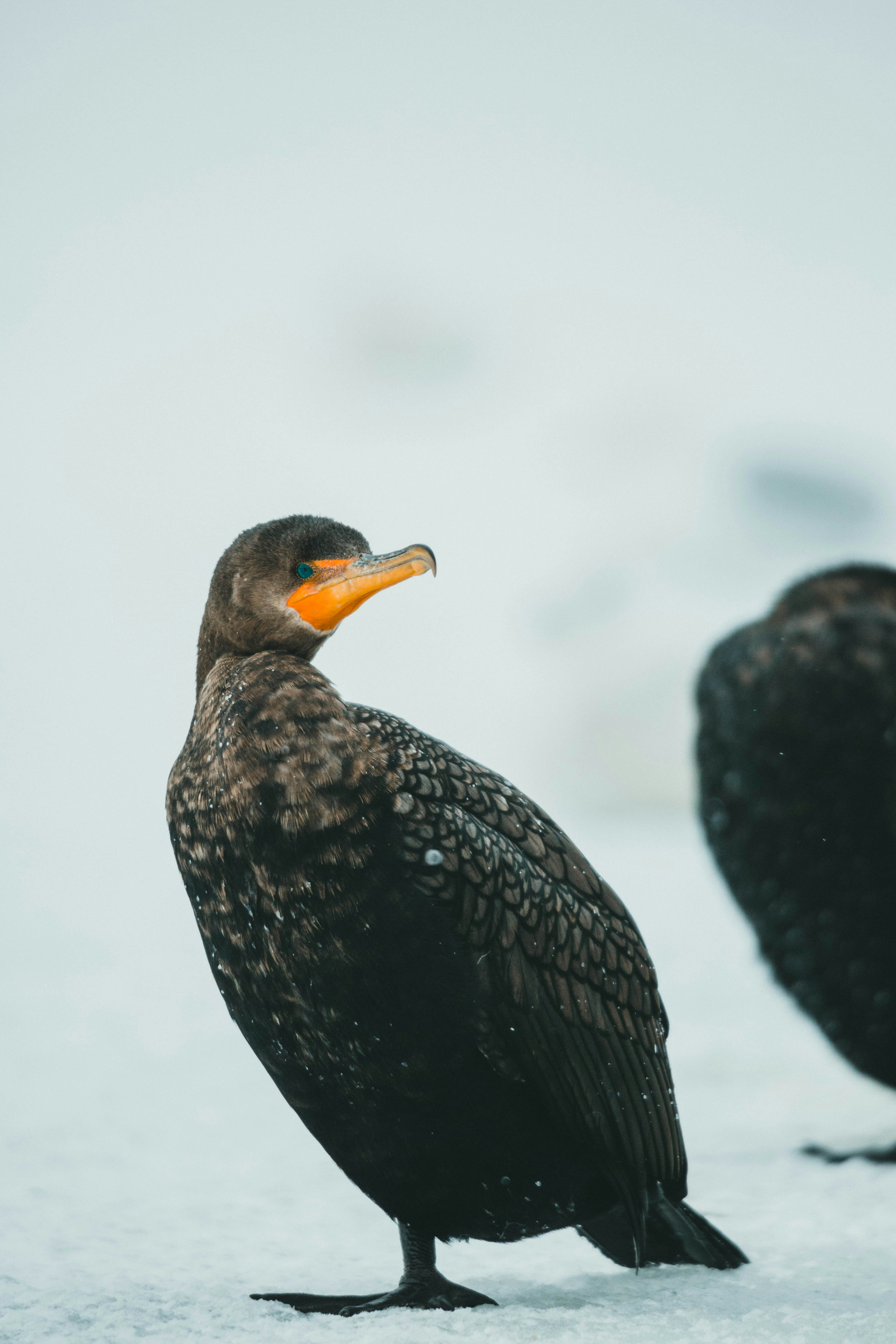 Photo by theshuttervision